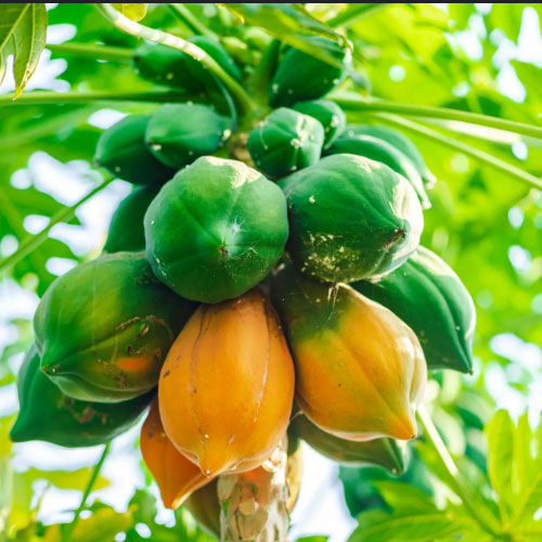 Papaya