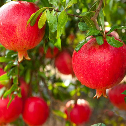 Pomegranate