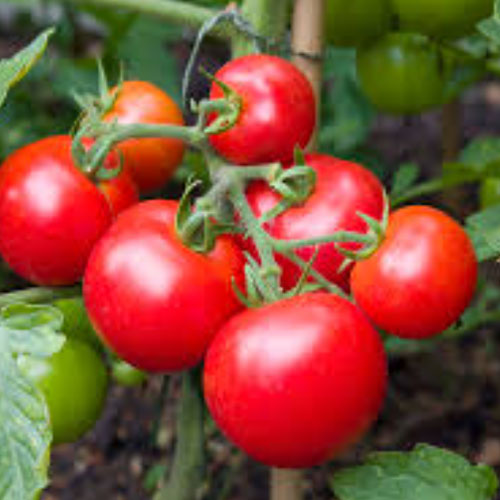 Tomatoes
